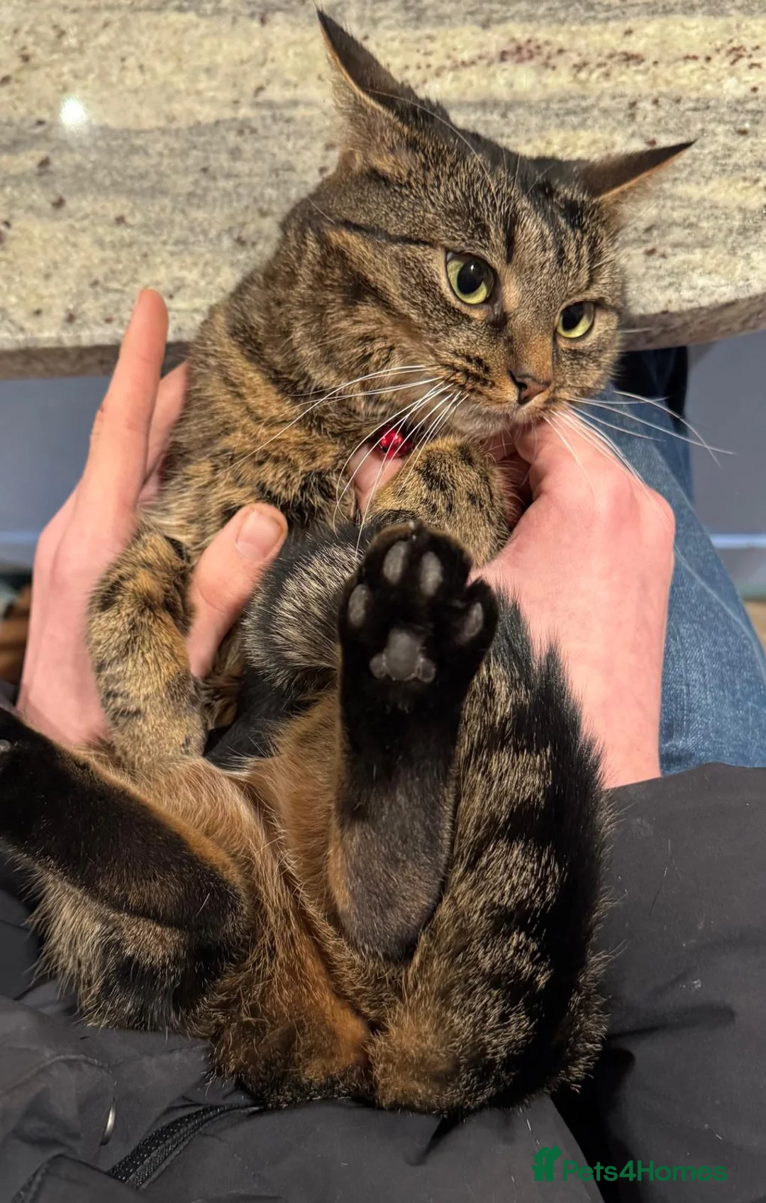 American Shorthair cats for sale: Beautiful Tabby  - Advert 1