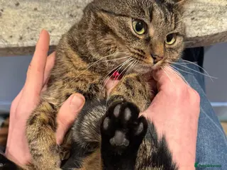 American Shorthair cats Beautiful Tabby - Advert 4