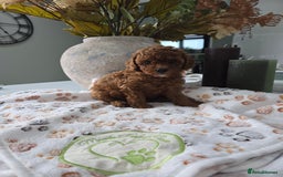 Toy Poodle dogs for sale: Kc reg deep red toy poodle council licensed  - Image 16