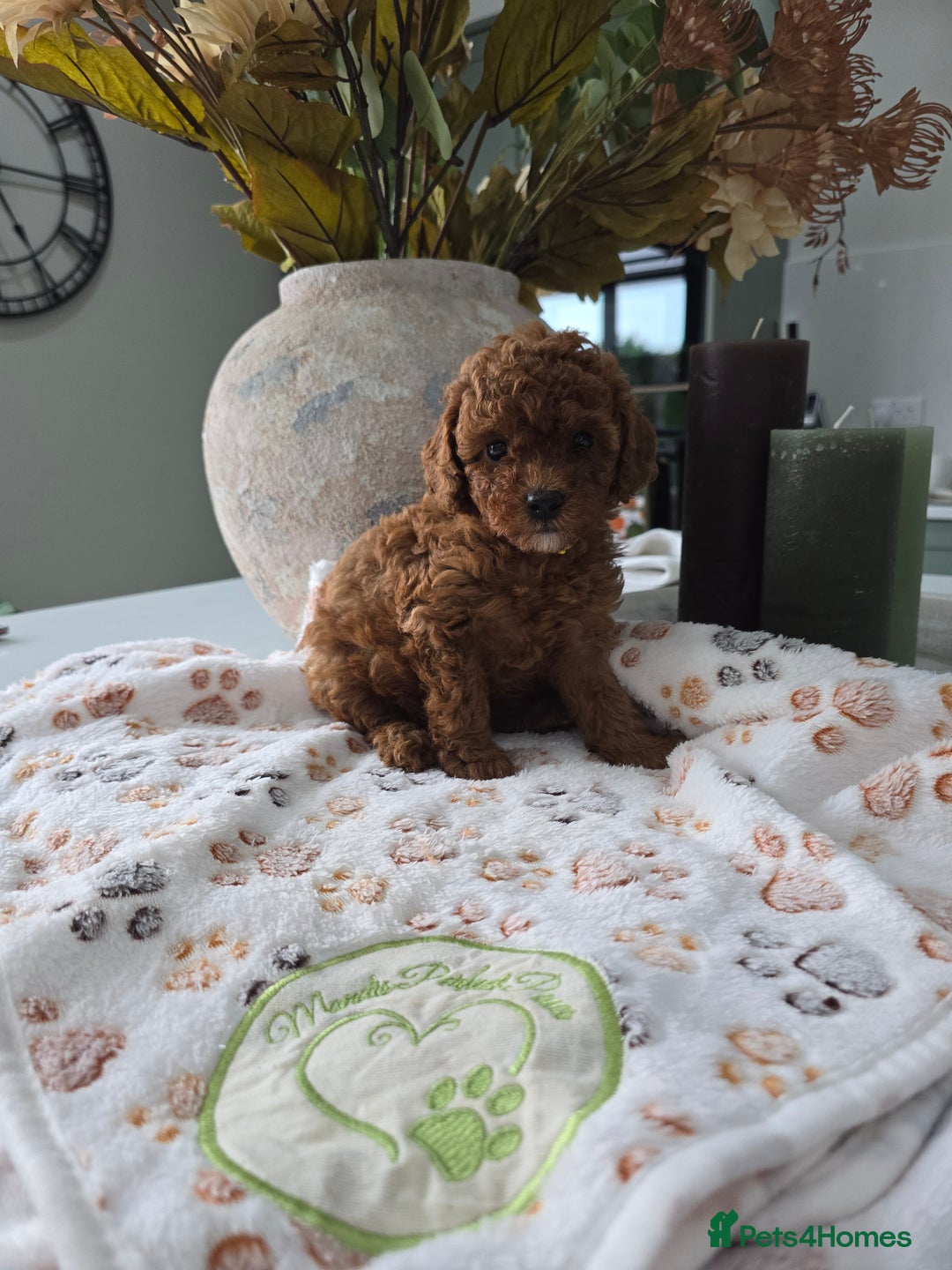 Toy Poodle dogs for sale: Kc reg deep red toy poodle council licensed  - Image 16