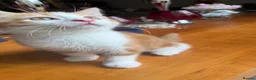 Mixed Breed cats for sale: Ginger Calico Tuxedo Kittens London-Richmond Sale - Advert 3