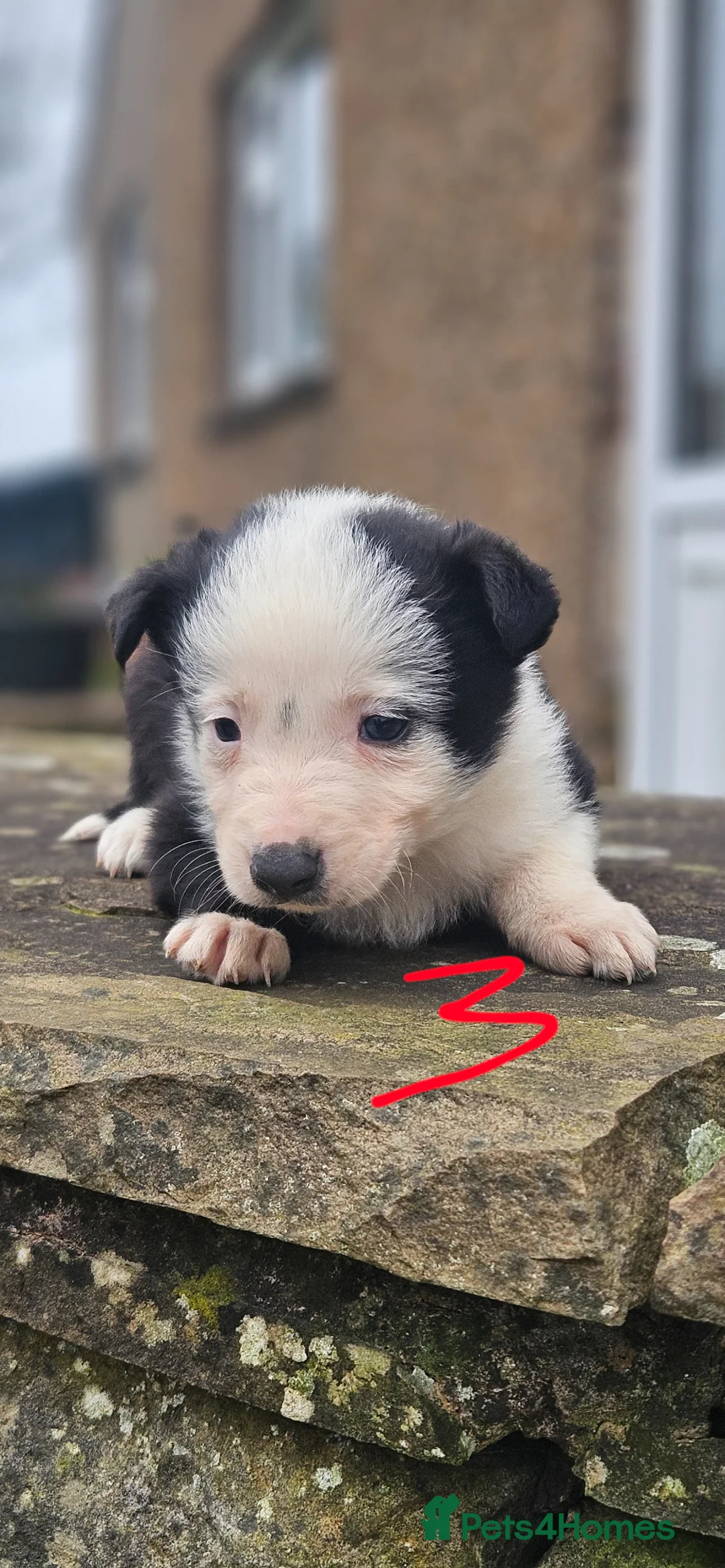 Mixed Breed dogs for sale: Border collie cross pups - Advert 12