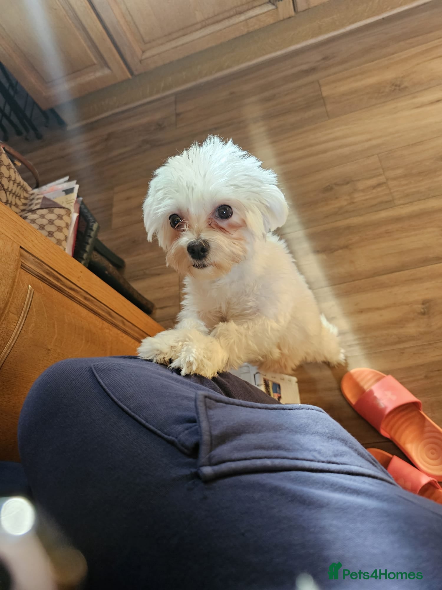 Maltese dogs 2 puppies Bichons maltese - Advert 1