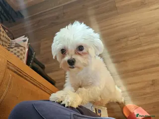 Maltese dogs 2 puppies Bichons maltese - Advert 7