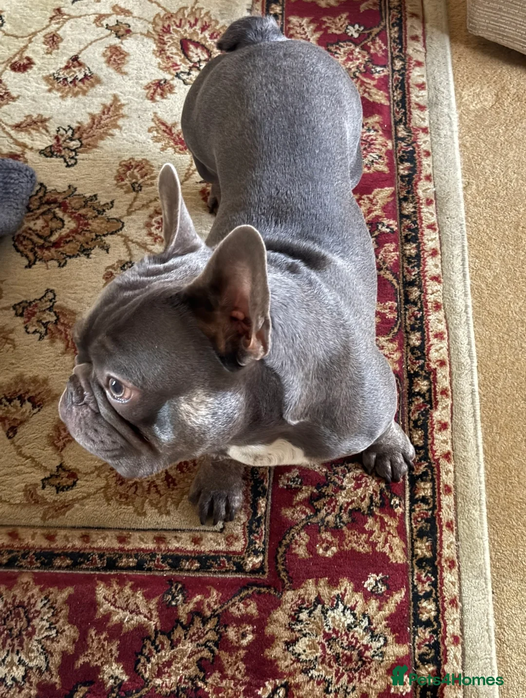 French Bulldog dogs for stud: Blue French Bulldog for STUD - Advert 2