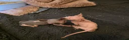 Sphynx cats for sale: Sphynx  - Advert 5
