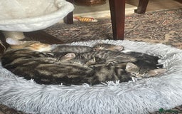 Mixed Breed cats for sale: Grey Tabbies - Image 2