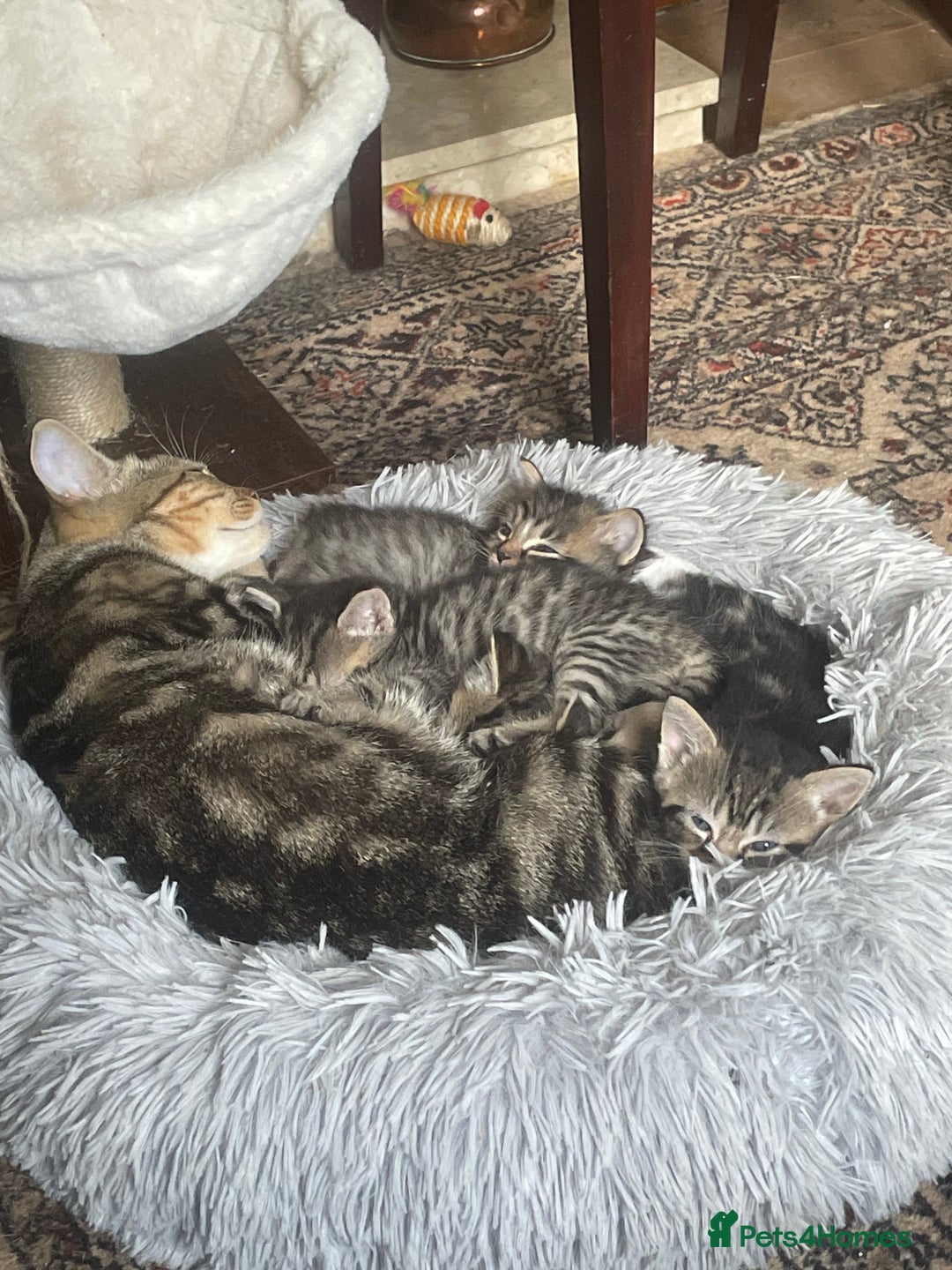 Mixed Breed cats for sale: Grey Tabbies - Image 2