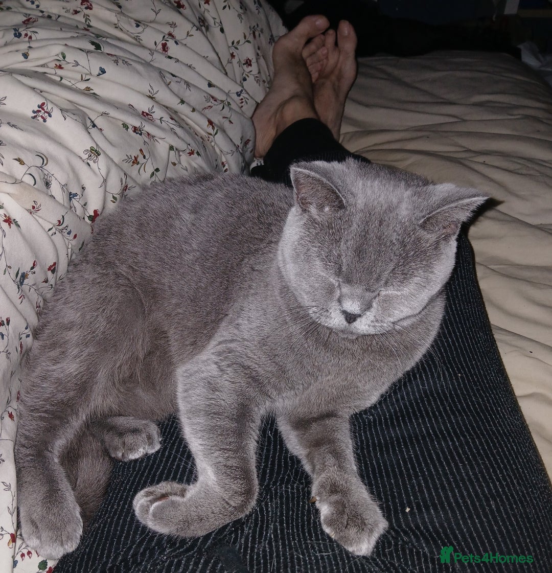 British Shorthair cats for sale: STUNNING LILAC BLUE BHS YOUNG FEMALE CAT - Advert 26