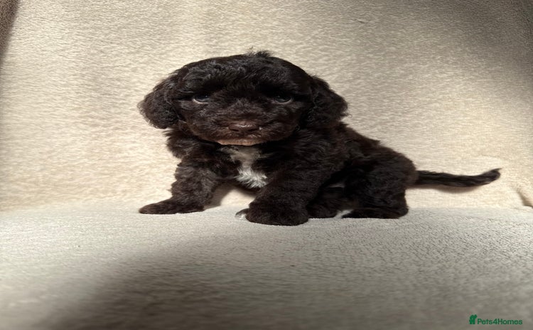 Cockapoo dogs - Advert 11