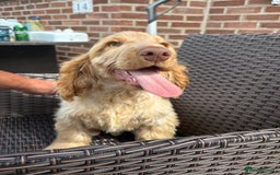 Cocker Spaniel dogs for sale: Show cocker spaniels in Doncaster - Image 26
