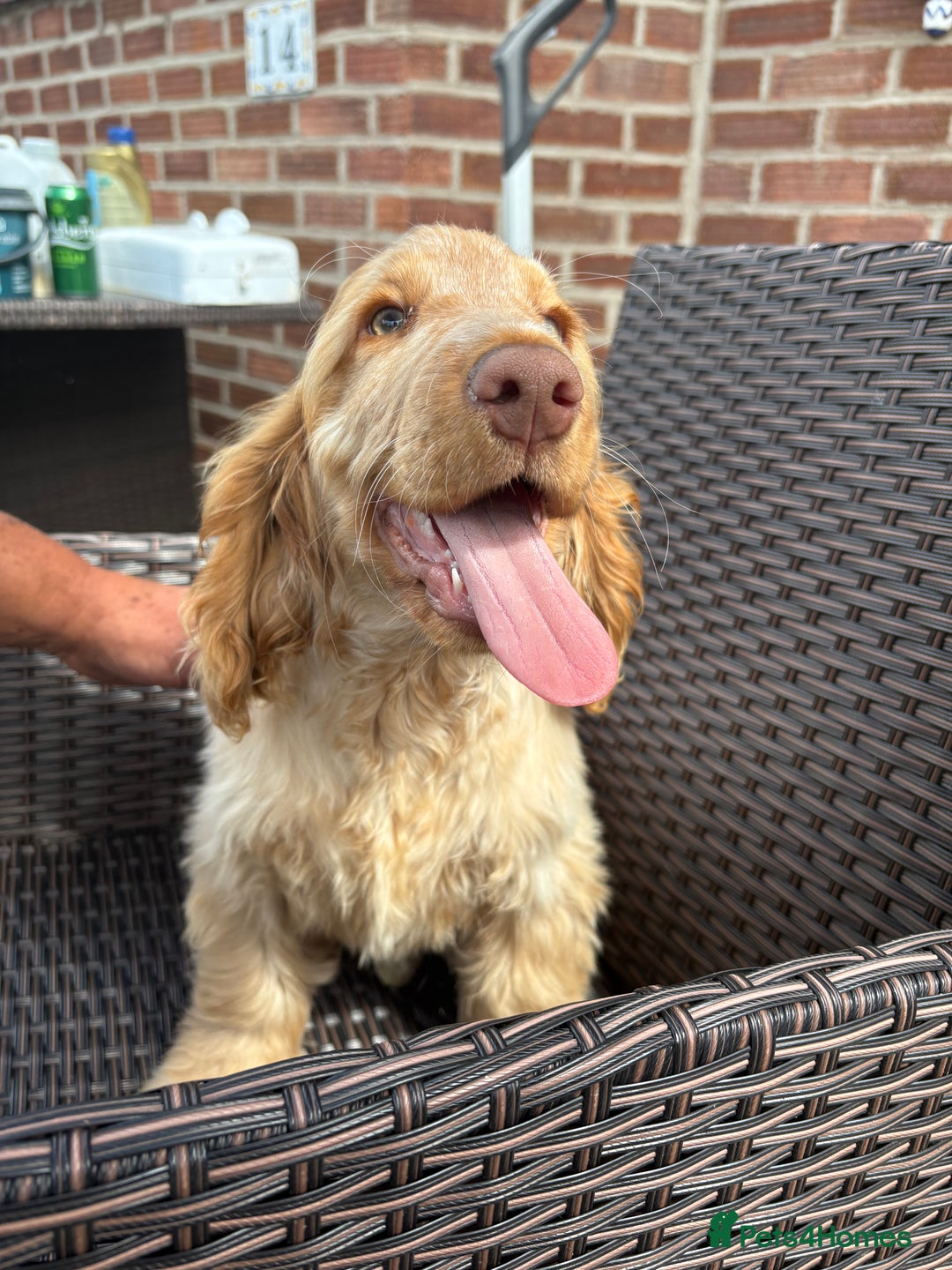 Cocker Spaniel dogs for sale: Show cocker spaniels in Doncaster - Image 26