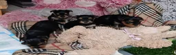 Yorkshire Terrier dogs for sale: Puppies Yorkshire terrier  - Advert 3