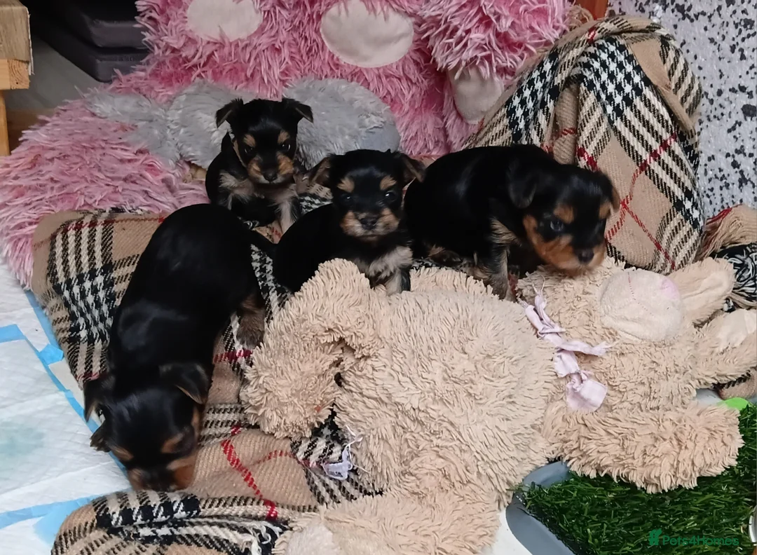 Yorkshire Terrier dogs for sale: Puppies Yorkshire terrier  - Advert 3