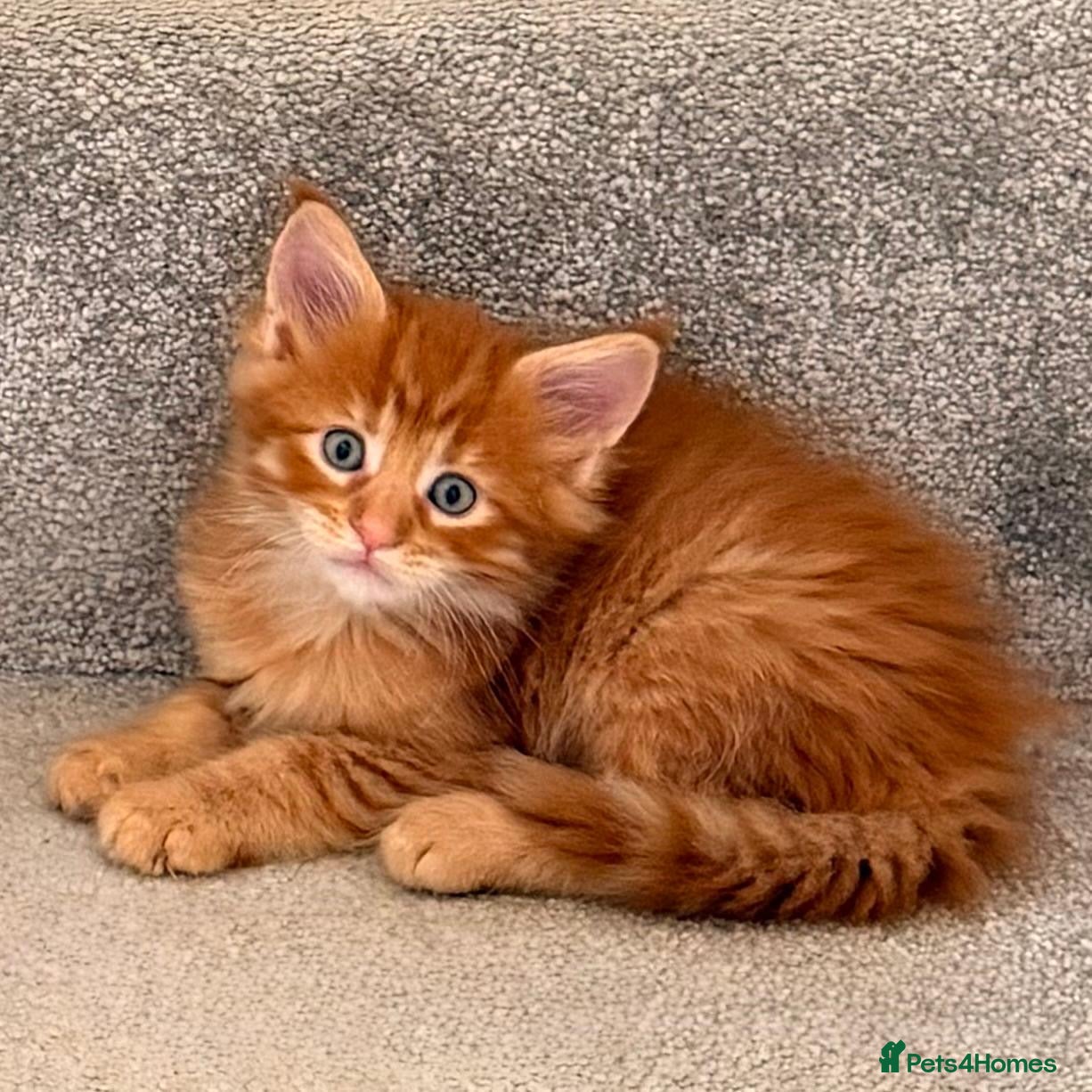 Maine Coon cats GCCF/ TICA Maine Coon Classic Taby kittens - Advert 2