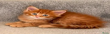 Toffee