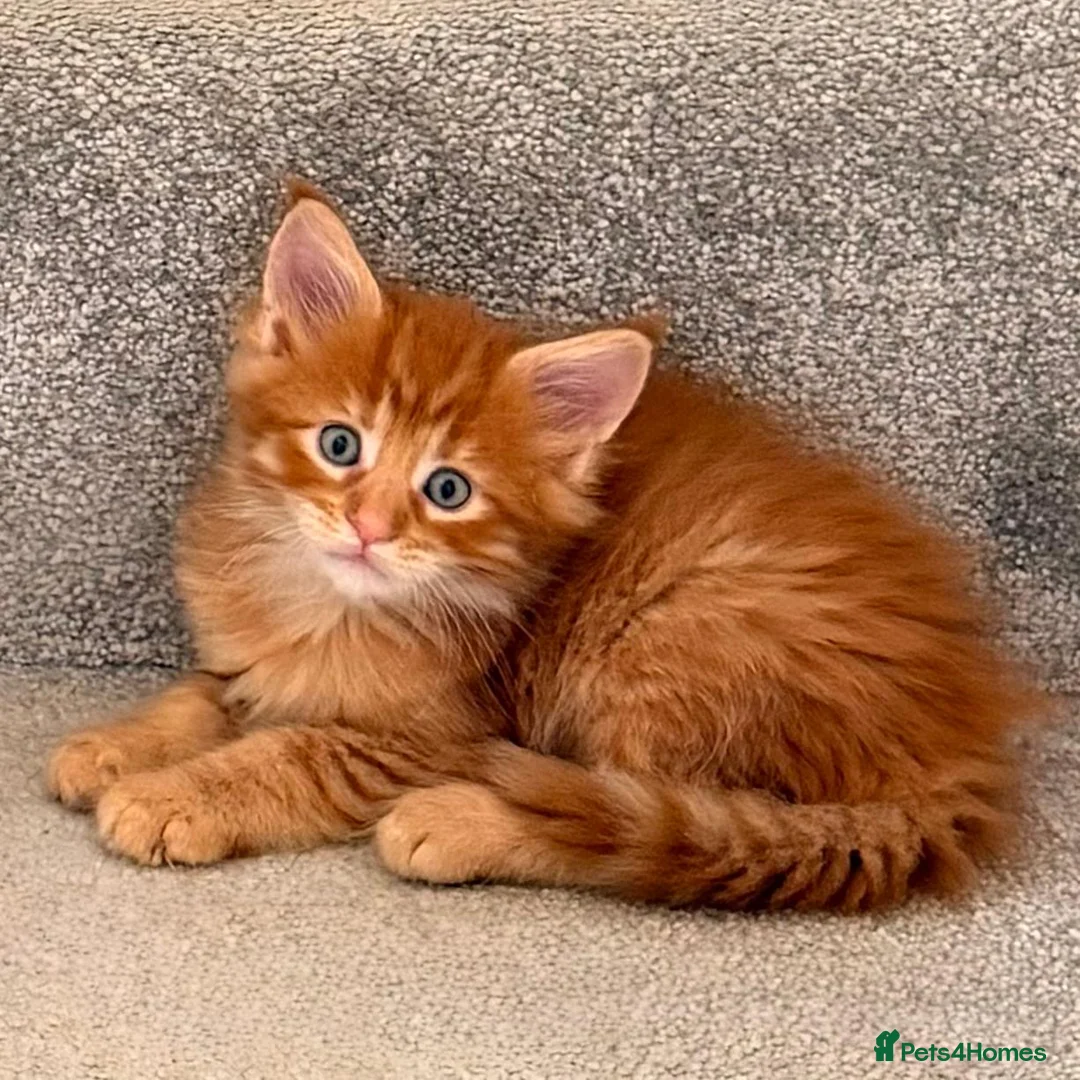 Maine Coon cats for sale: GCCF/ TICA Maine Coon Classic Taby kittens - Advert 2