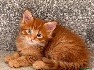 Maine Coon cats GCCF/ TICA Maine Coon Classic Taby kittens - Advert 2