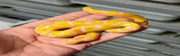 Python Snake reptiles for sale: Various royal pythons from £25 upwards  - Advert 11