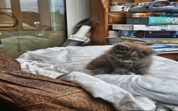 Mixed Breed cats for sale: Female fluffy kitten for sale  - Image 1