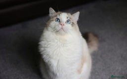 Ragdoll cats for stud: GCCF/TICA ACTIVE REGISTERED Championbloodline stud in Leyland - Image 3