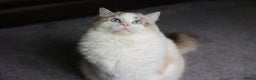 Ragdoll cats for stud: GCCF/TICA ACTIVE REGISTERED Championbloodline stud in Leyland - Advert 2