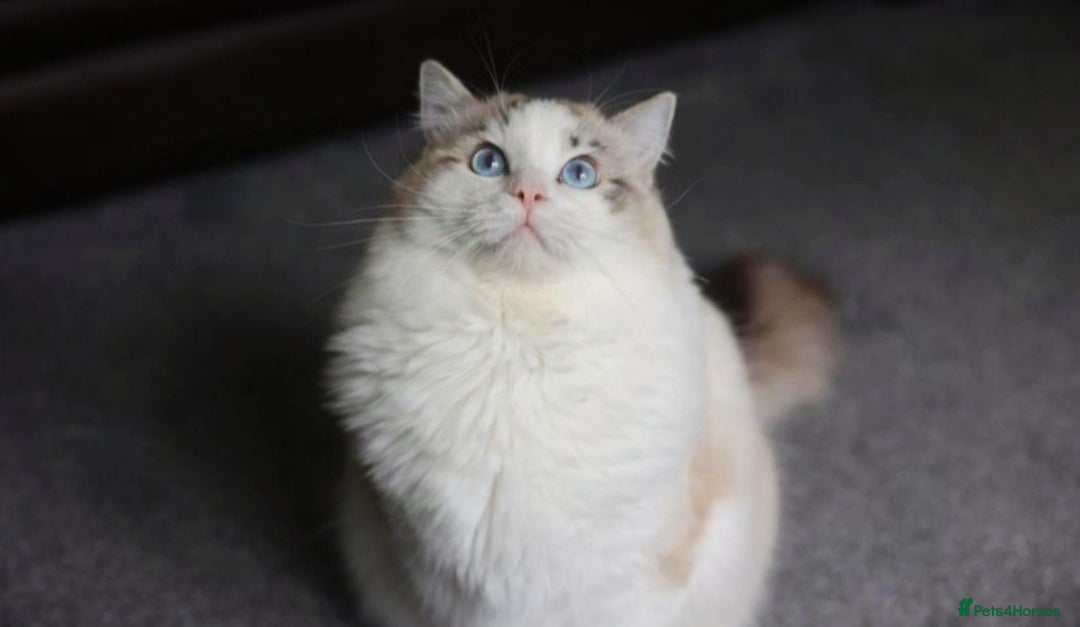 Ragdoll cats for stud: GCCF/TICA ACTIVE REGISTERED Championbloodline stud in Leyland - Image 3
