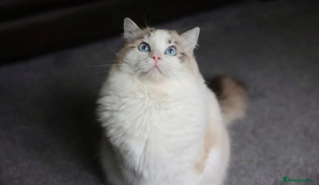 Ragdoll cats for stud: GCCF/TICA ACTIVE REGISTERED Championbloodline stud in Leyland - Advert 3