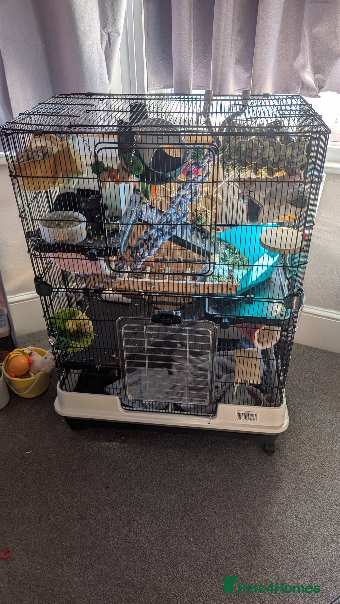 Rat rodents for sale: 2 beautiful well handled female dumbo rats - Image 2
