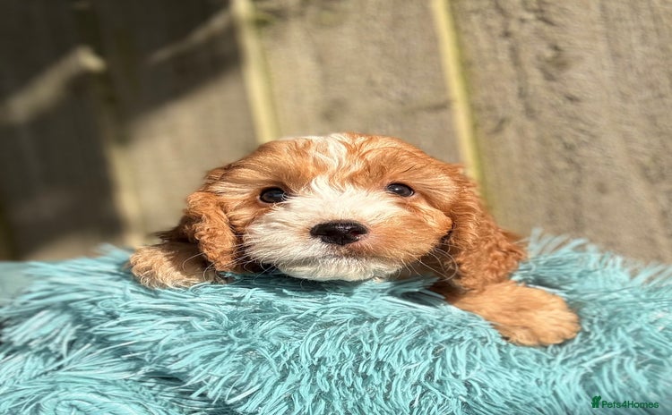 Cockapoo dogs - Advert 1