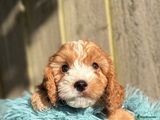 Cockapoo dogs - Advert 3