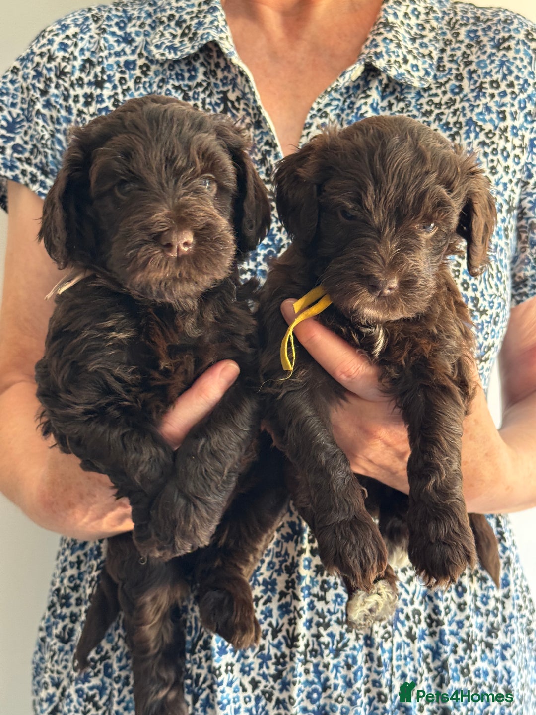 Schnoodle dogs for sale: F1 mega coated mini cross Schnoodles - Image 14