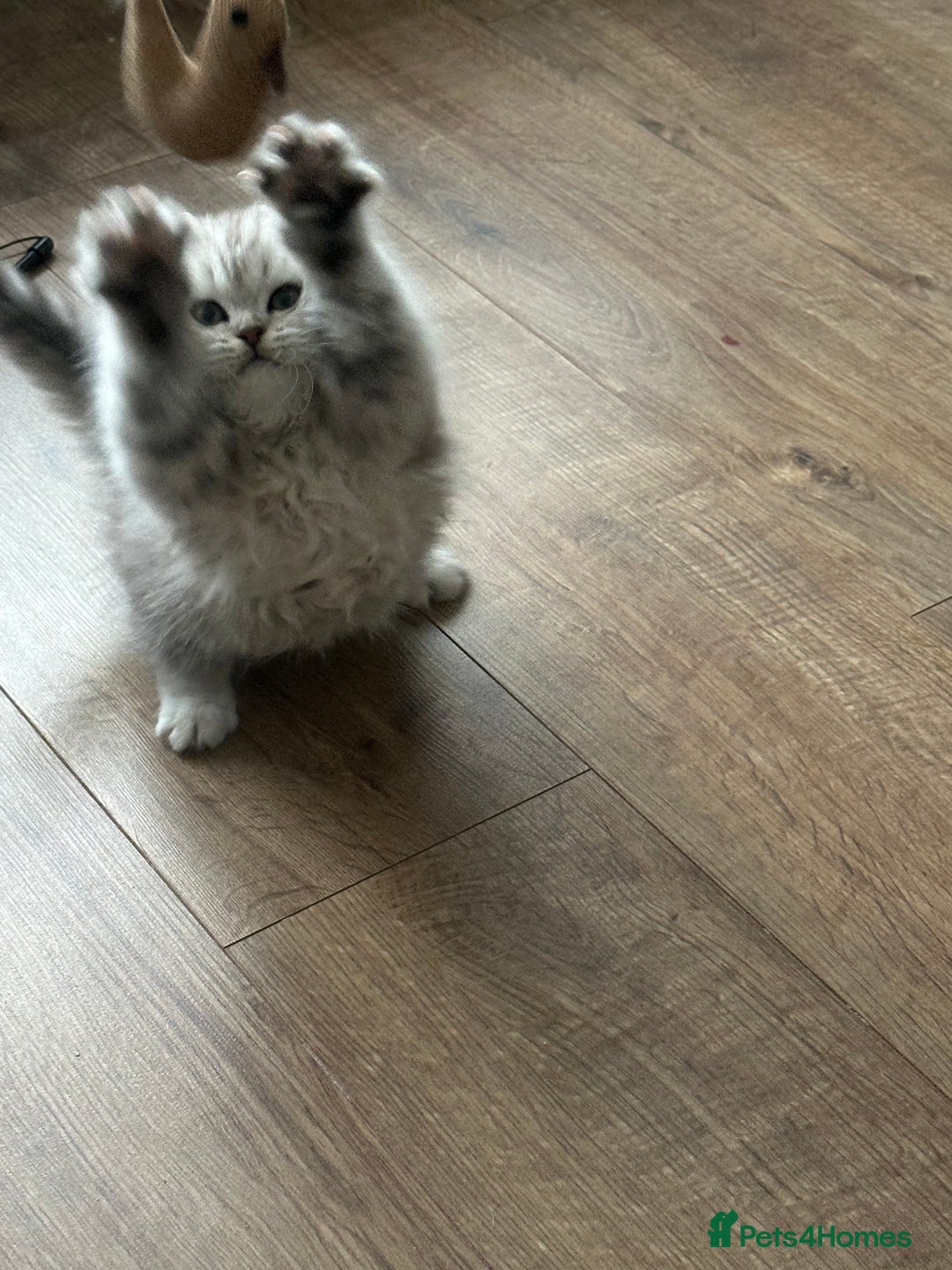 British Longhair cats for sale: Stunning fluffy Maine coon x british longhair  - Image 33