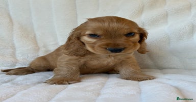 Cocker Spaniel dogs 🌟Show Cocker spaniel puppies🌟 - Advert 11