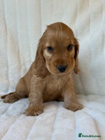 Cocker Spaniel dogs 🌟Show Cocker spaniel puppies🌟 - Advert 11
