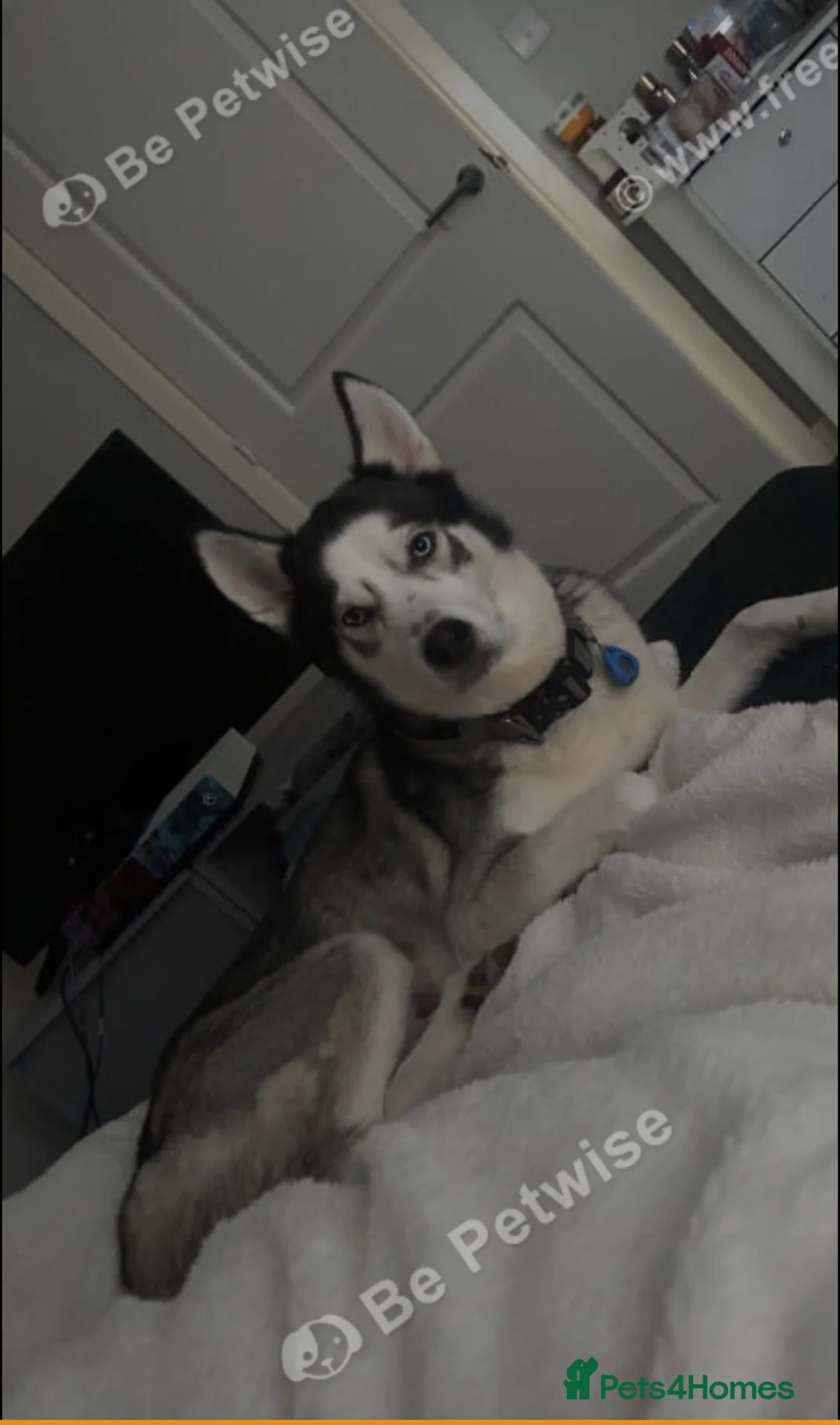 Siberian Husky dogs for sale: Beautiful boy zeus - Advert 4