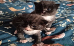 Mixed Breed cats for sale: 2 sweet little girls - Image 1