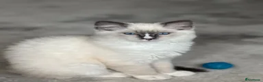 Ragdoll 2