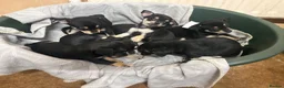 Mixed Breed dogs for sale: 🐶Chihuahua × Miniature Pinscher Puppies  - Advert 13