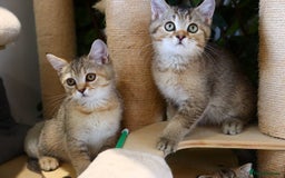 Scottish Fold cats for sale: Ready TICA reg stunning kittens available  - Image 5