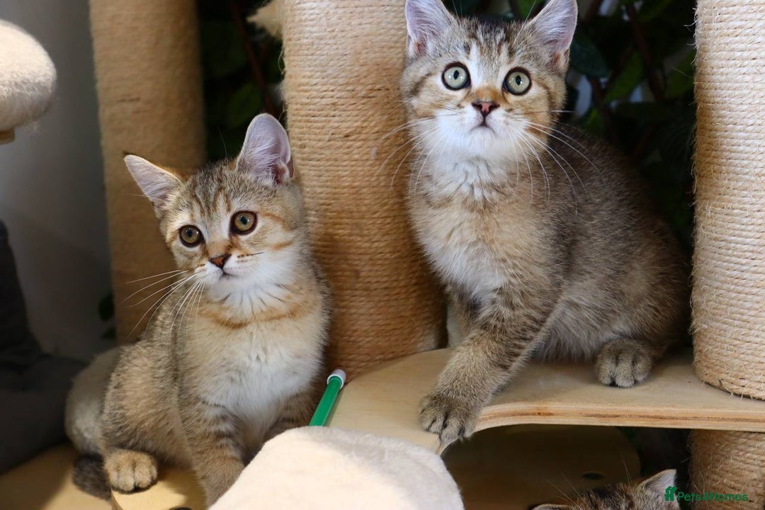 Scottish Fold cats for sale: Ready TICA reg stunning kittens available  - Image 5