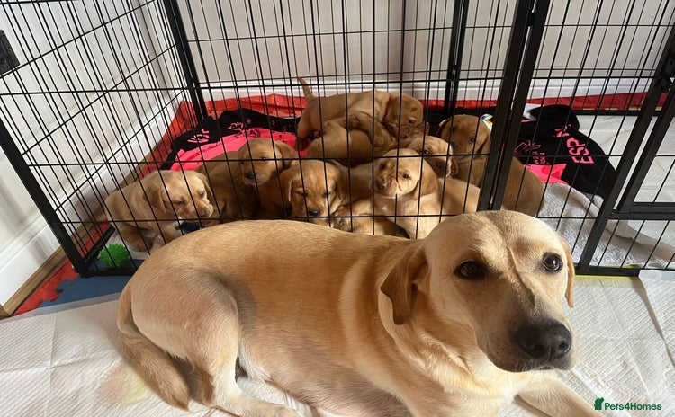 Labrador Retriever dogs - Advert 9