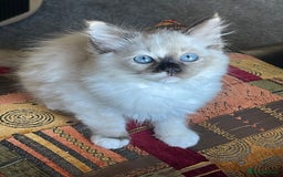 Ragdoll cats for sale: Ragdoll adults Purebred pedigree 5 generations  - Advert 23