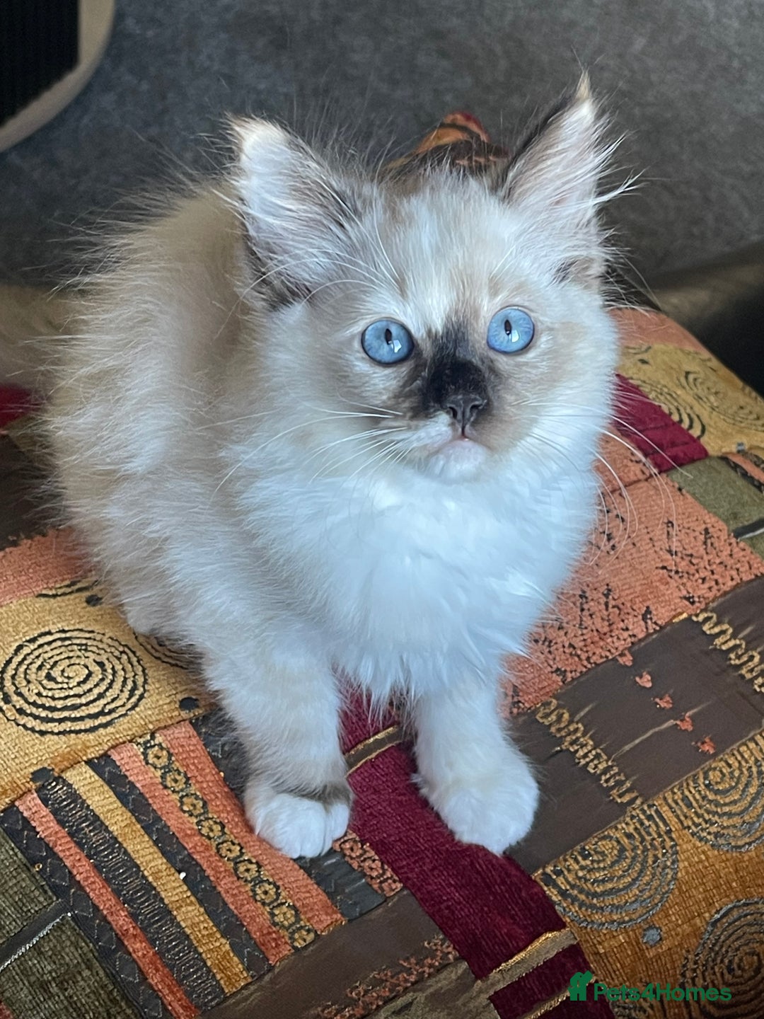 Ragdoll cats for sale: Ragdoll adults Purebred pedigree 5 generations  - Advert 23