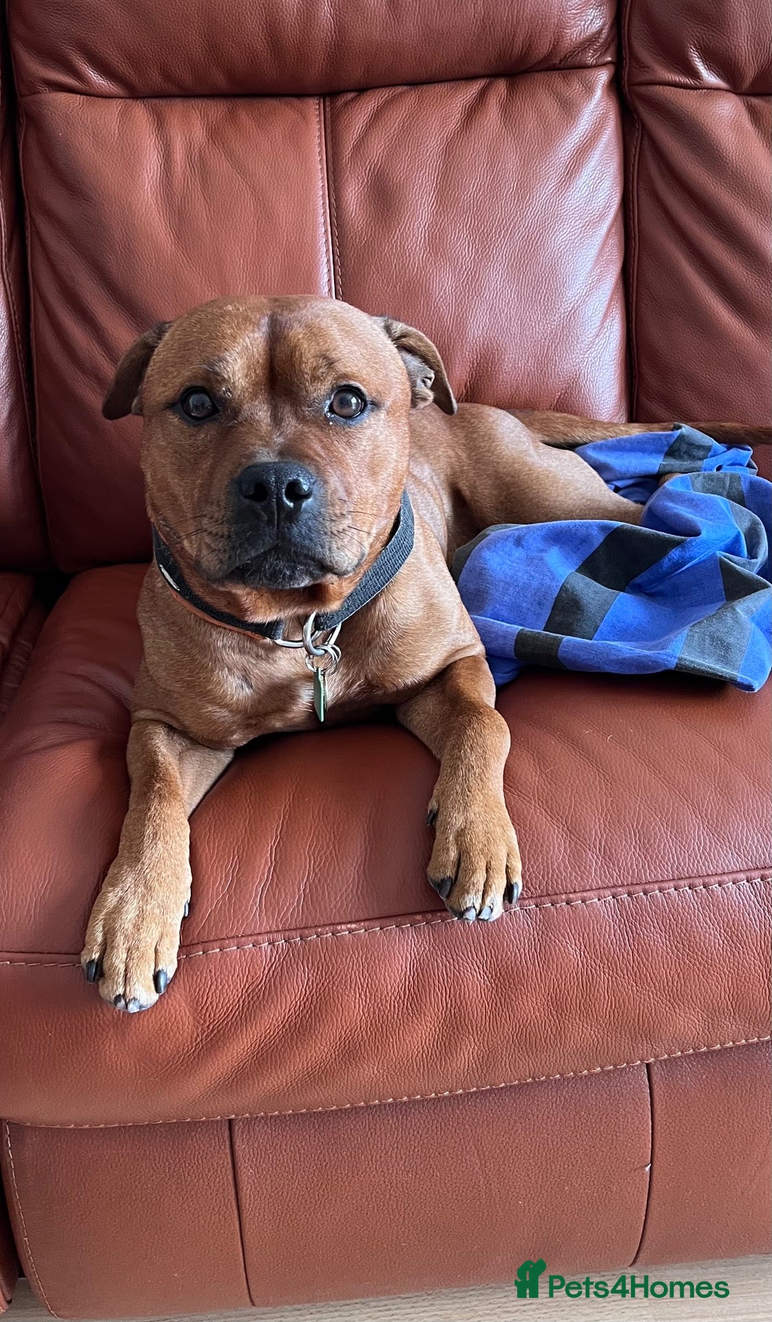 Staffordshire Bull Terrier dogs Stunning Red Staffordshire Bull Terrier (male) - Advert 1