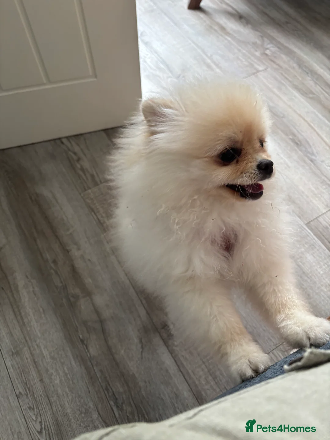 Pomeranian dogs for sale: Mrs wragg - Advert 1