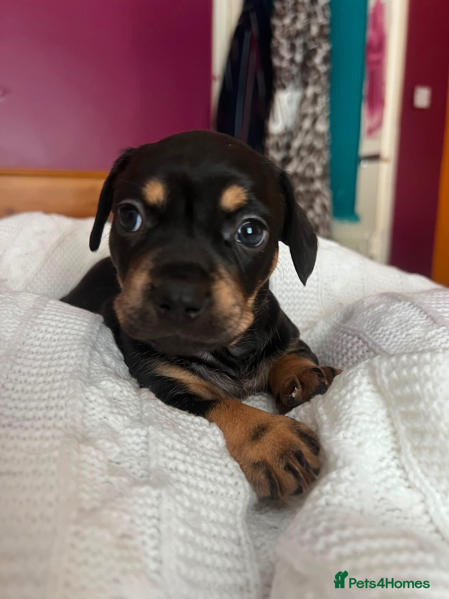 Mixed Breed dogs Miniature Daschund X Frenchie puppies - Advert 9