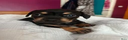 Mixed Breed dogs for sale: Daschund X Frenchie Only 2 left! - Advert 3