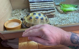 Tortoise reptiles for sale:  Horsefield Tortoise and Full Vivarium Set Up  - Image 10