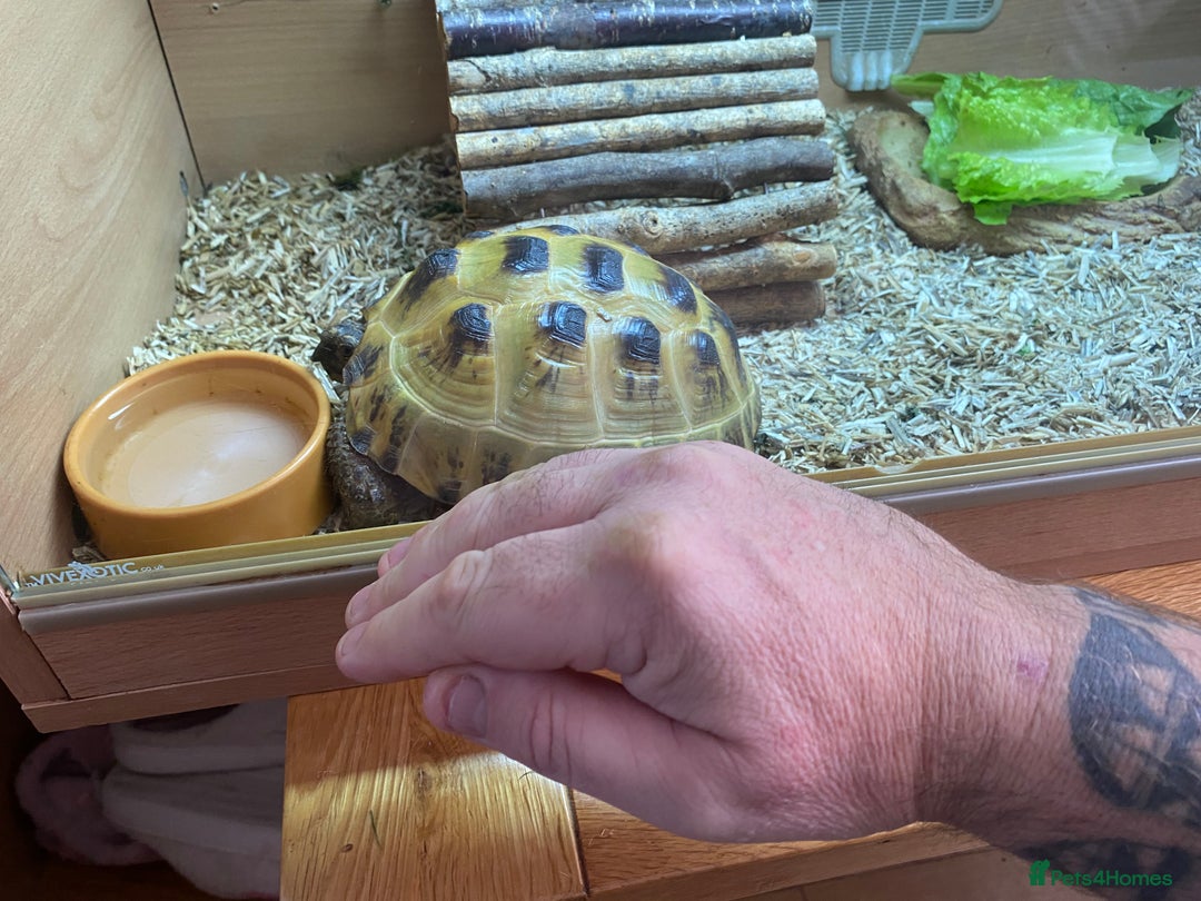 Tortoise reptiles for sale:  Horsefield Tortoise and Full Vivarium Set Up  - Image 10